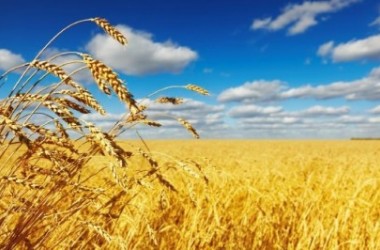 Фото: Жатва на Свислоччине близится к «экватору»