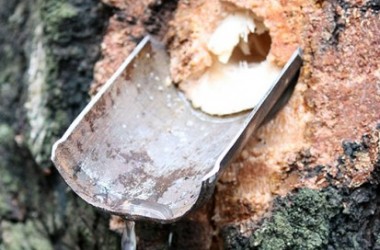 Фото: На Гродненщине приступили к заготовке березового сока