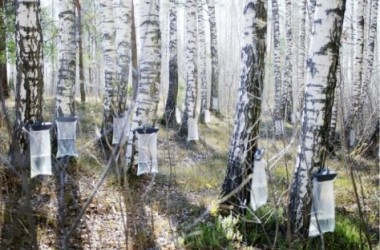 Фото: Березовый сок впрок