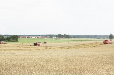 Фото: Полнятся закрома филиала «Незбодичи»