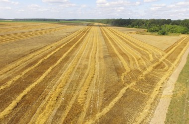 Фото: Доска почета на уборке урожая по состоянию на 01 августа 2019 года