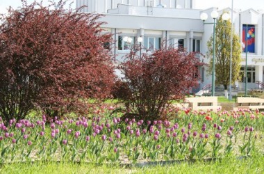 Фото: В Свислочи цветут тюльпаны. Радуют глаз. Красота!