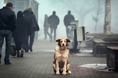 Фото: Оковы равнодушия