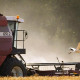 Фото: Аграрии собрали более 2,9 млн тонн зерна с учетом рапса