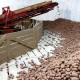 Фото: В Беларуси убрали картофель почти на 44% площадей