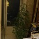 Фото: Житель Гродно выращивал в своей квартире наркосодержащие растения