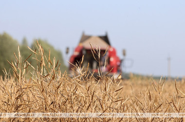 Фото: В Беларуси намолочено более 7,9 млн тонн зерна с учетом рапса