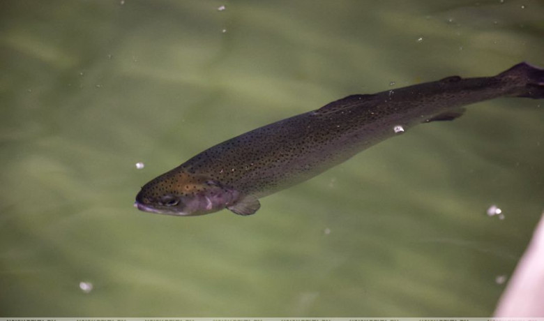 Фото: Александр Лукашенко предложили расширить производство ценных пород рыб