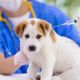 Фото: Райветстанция проведет бесплатную вакцинацию домашних животных от бешенства