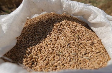Фото: Беларусь вводит лицензирование вывоза зерновых