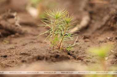 Фото: Сезон весенней посадки леса стартовал в Беларуси