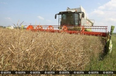 Фото: Пять районов области завершили уборку озимого рапса