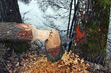 Фото: Бобры не спят.