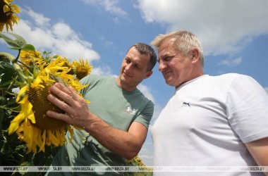 Фото: Подсолнечник в Свислочском районе выращивают на 755 га и планируют увеличивать площади