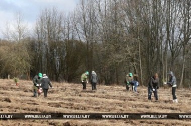 Фото: Весенние посадки леса начались в Гродненской области