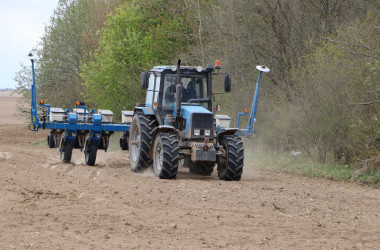 Фото: Расти, «царица полей». В ОАО «Хоневичи» кукурузой засеяно почти 500 гектаров