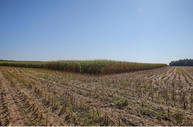 Фото: В Беларуси намолочено более 537 тысяч тонн зерна кукурузы