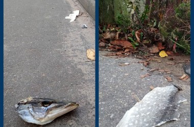 Фото: Пройдись по городу и собери щуку...