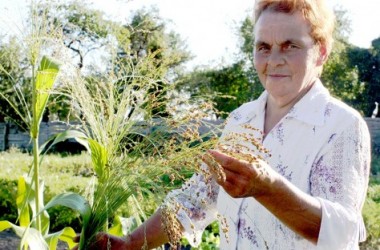 Фото: Brooms in the kitchen garden