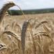 Фото: Аграрии собрали более 3,2 млн тонн зерна с учетом рапса