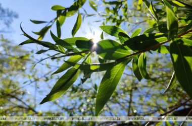 Фото: Ночные заморозки и до +23°С днем ожидается 2 мая
