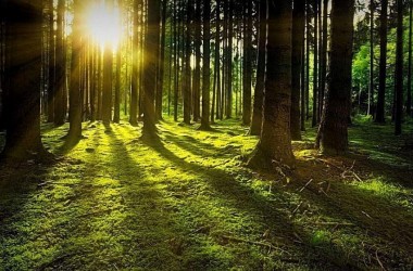 Фото: Ограничения на посещение лесов действуют в 34 районах Беларуси