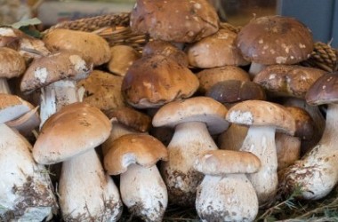 Фото: Белые грибы замедляют старение