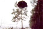 Фото: Помнiць сасна-хутаранка...