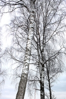 Фото: Сок по правилам