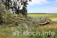Фото: Кукурузе такой наряд не к лицу