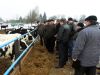Фото: Весна добавила хлопот. Но производство молока по-прежнему на первом месте