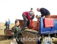 Фото: Будем с драниками  и бабкой