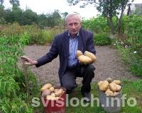 Фото: Большой картофель  на маленькой  грядке