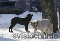 Фото: Собака бывает кусачей только от жизни собачей