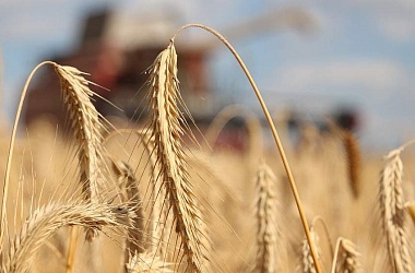 Фото: В области стартовала массовая уборка зерновых и зернобобовых культур