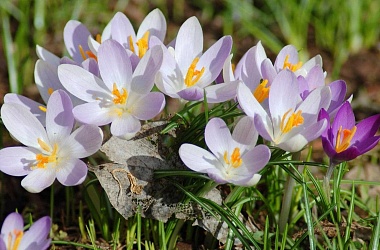 Фото: Контрасты и рекорды. Какой была погода в Беларуси в апреле