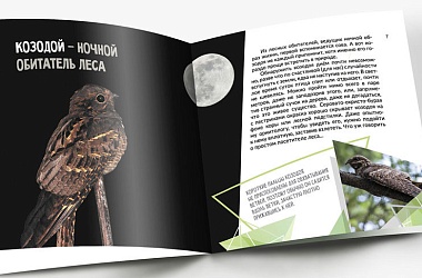Фото: "Белорусская энциклопедия" выпустила книгу для детей о птице 2021 года
