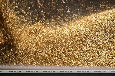Фото: Belarus harvests 3.3m tonnes of grain