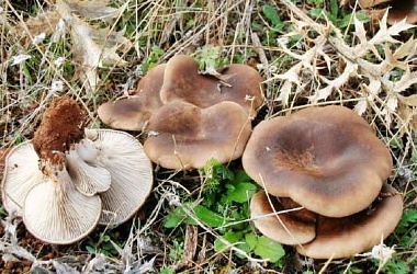 Фото: Профилактика отравления грибами
