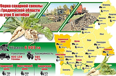 Фото: Уборка сахарной свеклы в Гродненской области на утро 6 октября (инфографика)