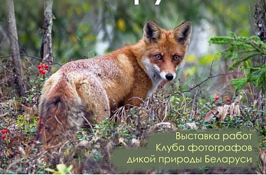 Фото: Совы, лисы и зубры в центре Гродно. 20 марта открывается выставка «Дикая природа Беларуси»