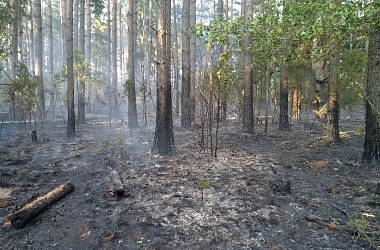 Фото: Возле д. Студеники горел лес 