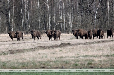 Фото: В Беловежской пуще посчитали животных