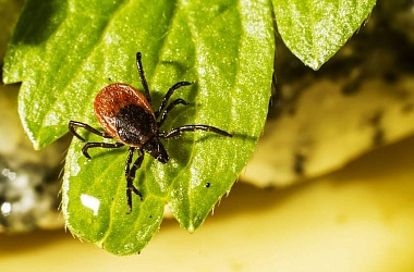 Фото: Жители области жалуются на укусы клещей