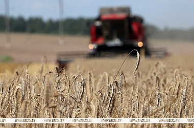 Фото: Belarus’ grain harvest currently at 5.9m tonnes