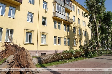 Фото: Самостоятельно или с разрешением? В Минприроды рассказали, как правильно убирать упавшие деревья
