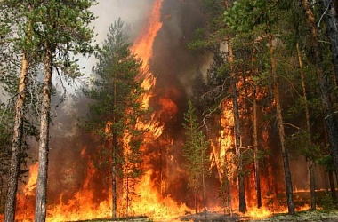 Фото: В стране зарегистрировано около 300 случаев лесных пожаров