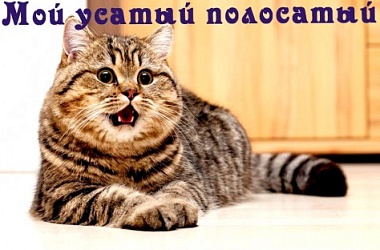 Фото: Мой усатый  полосатый