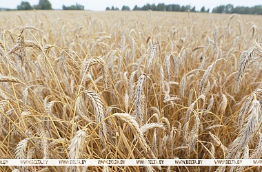 Фото: Belarus' grain harvest exceeds 6m tonnes