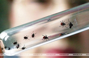 Фото: Из-за укусов клещей в Беларуси с начала года за медицинской помощью обратились 17 человек